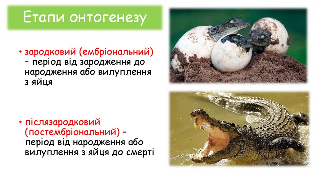 Етапи онтогенезу