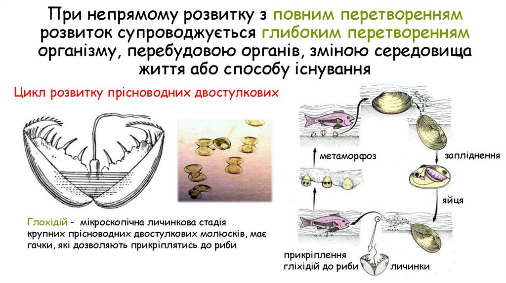 При непрямому розвитку з повним перетворенням розвиток супроводжується глибоким перетворенням організму, перебудовою органів,