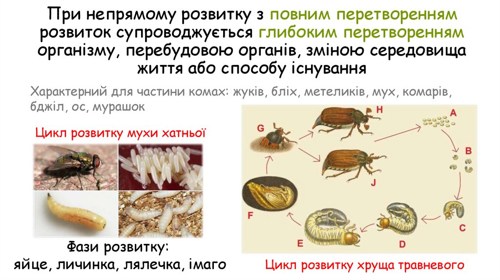 При непрямому розвитку з повним перетворенням розвиток супроводжується глибоким перетворенням організму, перебудовою органів,
