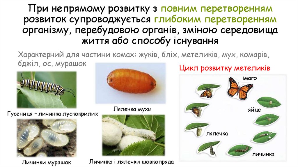 При непрямому розвитку з повним перетворенням розвиток супроводжується глибоким перетворенням організму, перебудовою органів,
