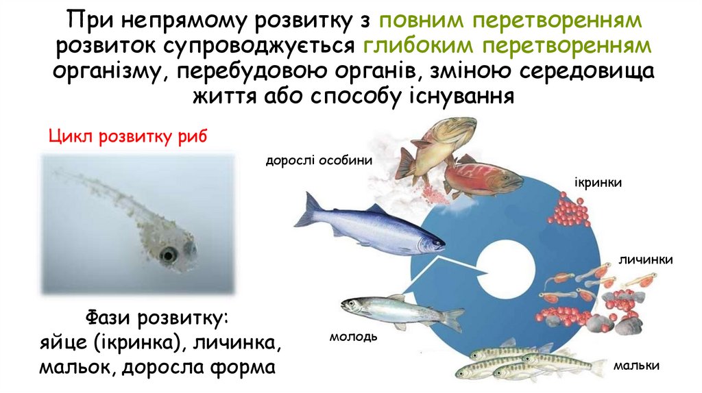 При непрямому розвитку з повним перетворенням розвиток супроводжується глибоким перетворенням організму, перебудовою органів,