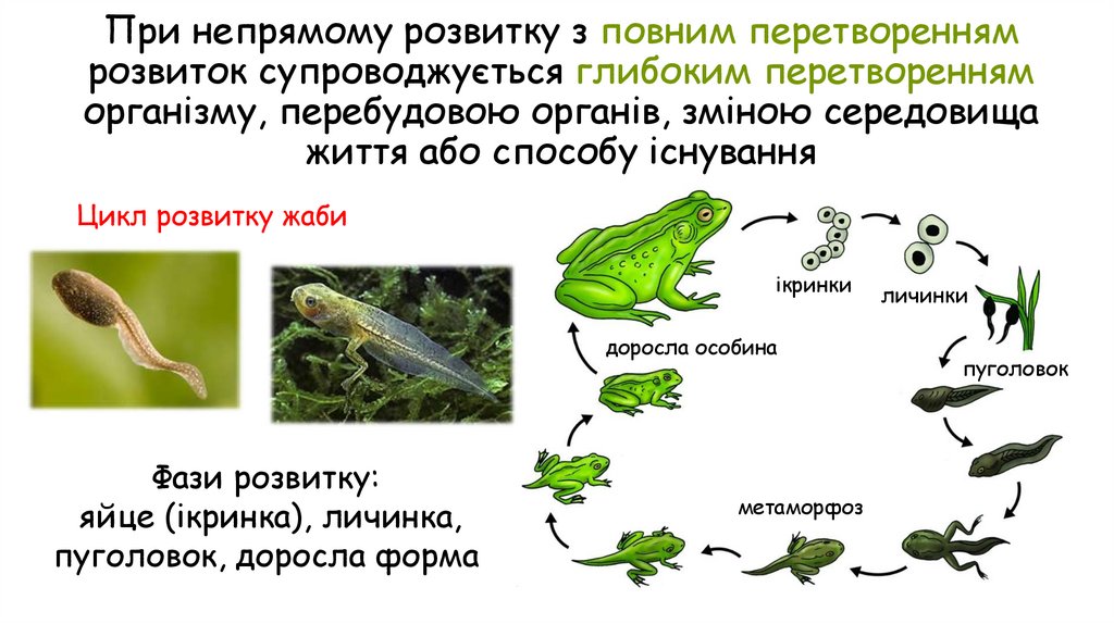 При непрямому розвитку з повним перетворенням розвиток супроводжується глибоким перетворенням організму, перебудовою органів,