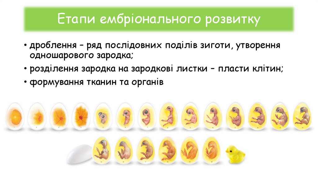 Етапи ембріонального розвитку