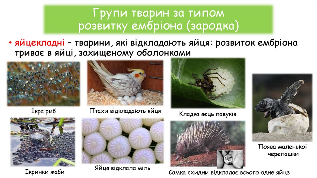 Групи тварин за типом розвитку ембріона (зародка)