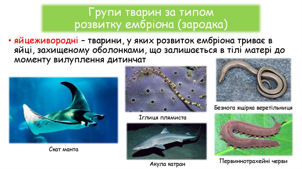 Групи тварин за типом розвитку ембріона (зародка)
