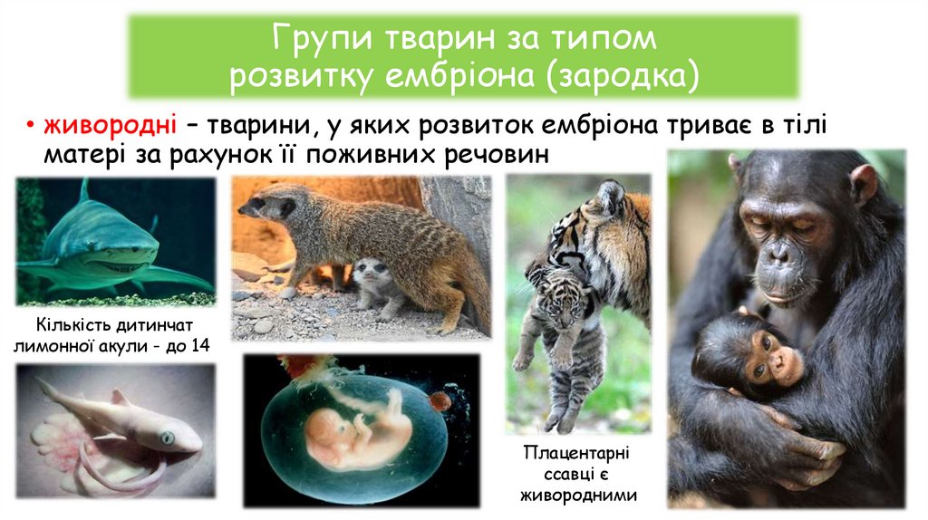 Групи тварин за типом розвитку ембріона (зародка)