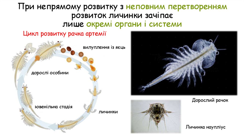 При непрямому розвитку з неповним перетворенням розвиток личинки зачіпає лише окремі органи і системи