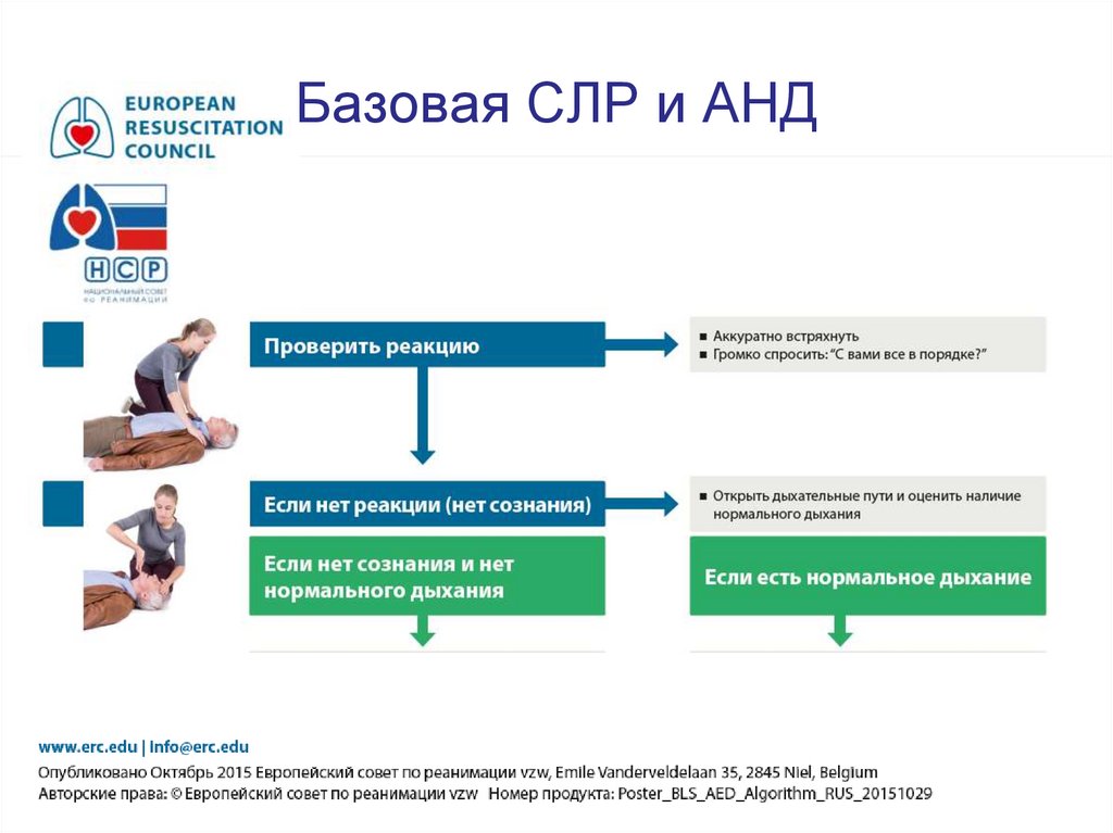 Базовая СЛР и АНД