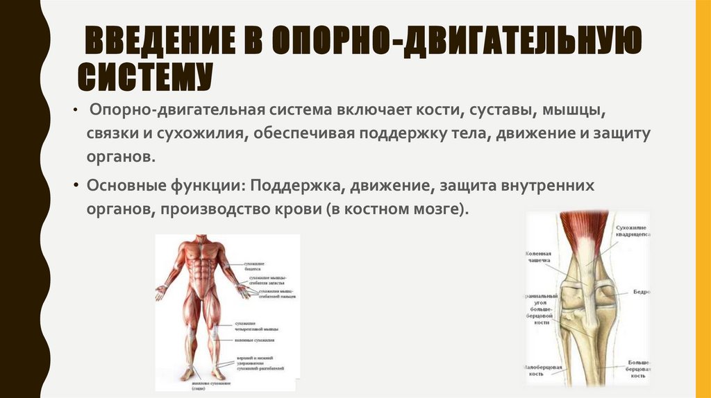  Введение в опорно-двигательную систему