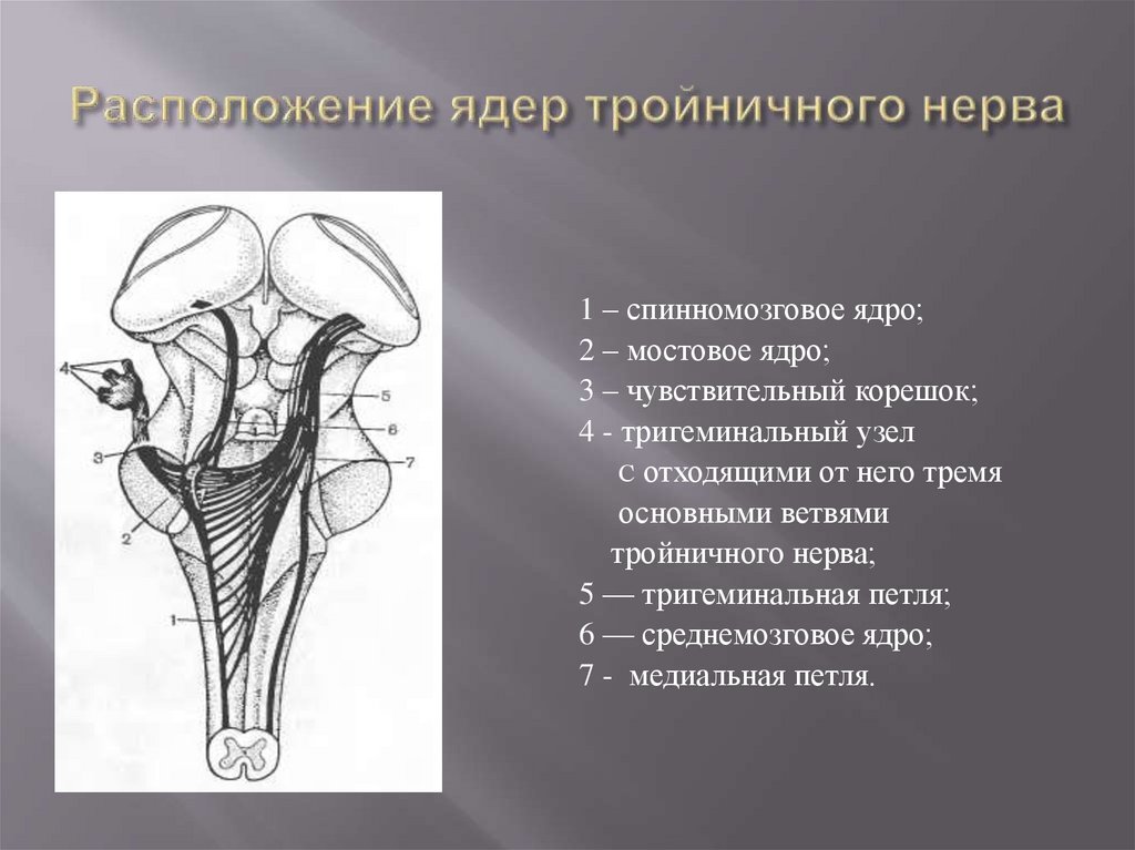 Расположение ядер тройничного нерва