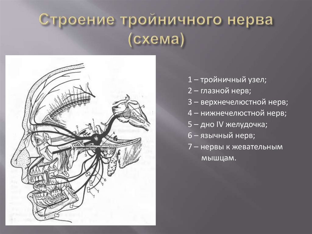 Строение тройничного нерва (схема)
