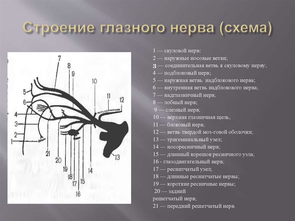 Строение глазного нерва (схема)
