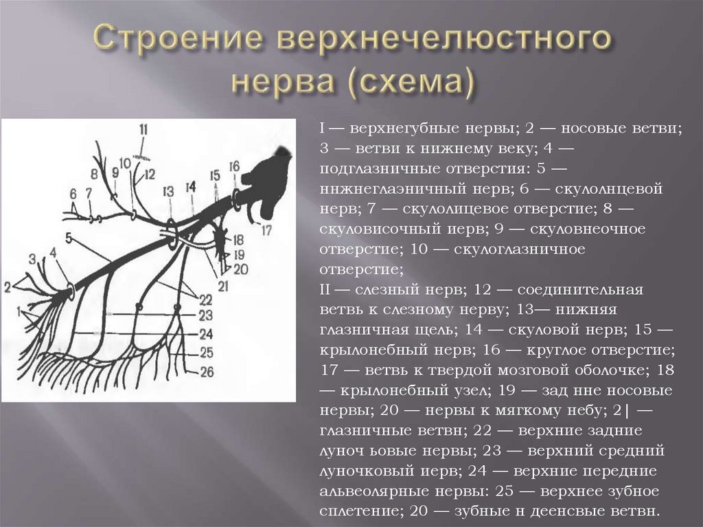 Строение верхнечелюстного нерва (схема)