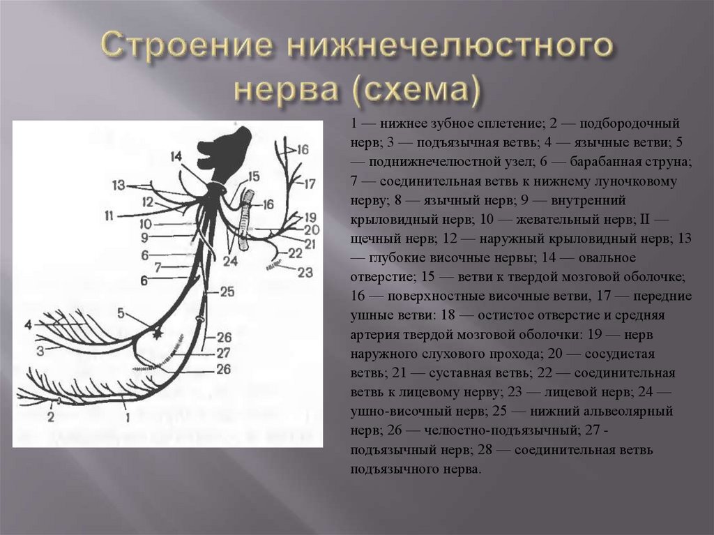 Строение нижнечелюстного нерва (схема)