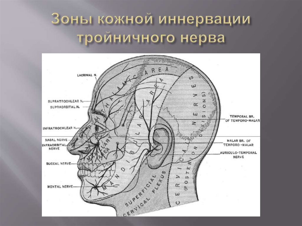 Зоны кожной иннервации тройничного нерва
