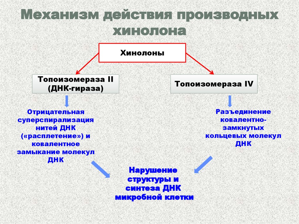 Механизм действия производных хинолона