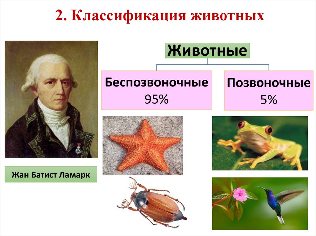 2. Классификация животных
