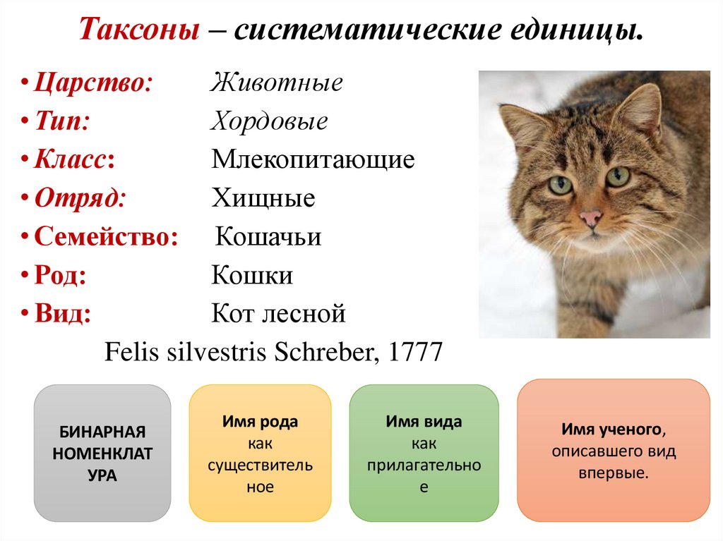 Таксоны – систематические единицы.