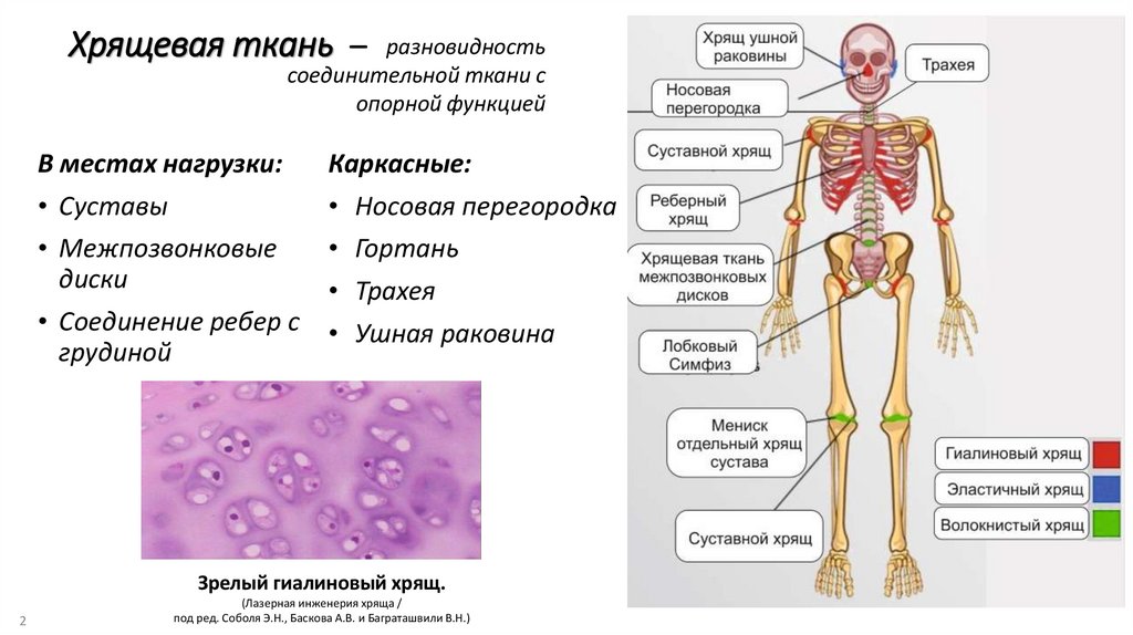 Хрящевая ткань –