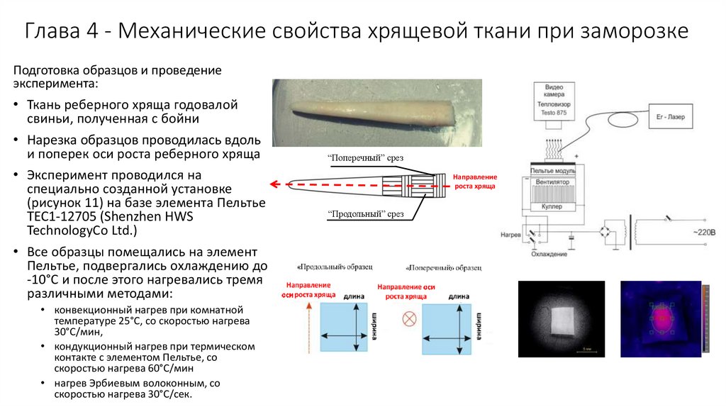 Глава 4 - Механические свойства хрящевой ткани при заморозке