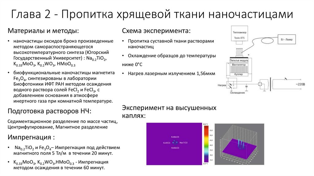 Глава 2 - Пропитка хрящевой ткани наночастицами