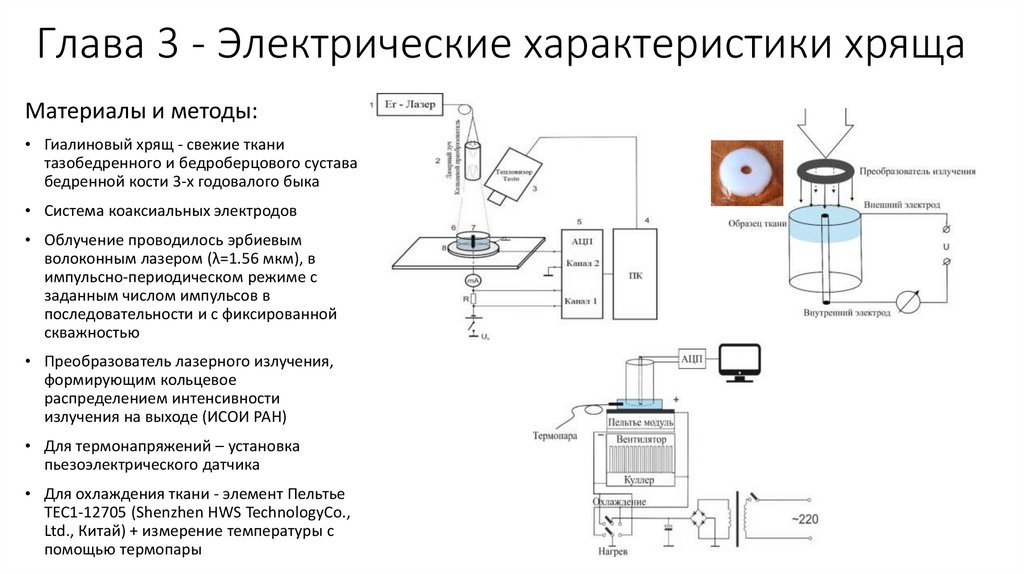 Глава 3 - Электрические характеристики хряща