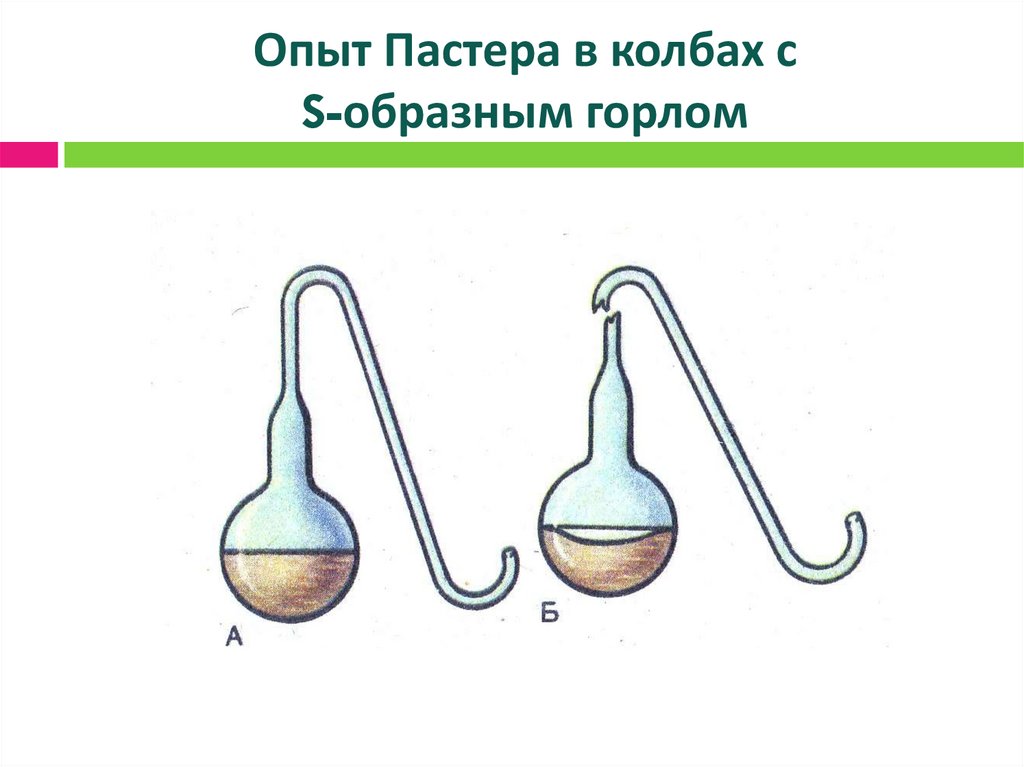 Опыт Пастера в колбах с S-образным горлом