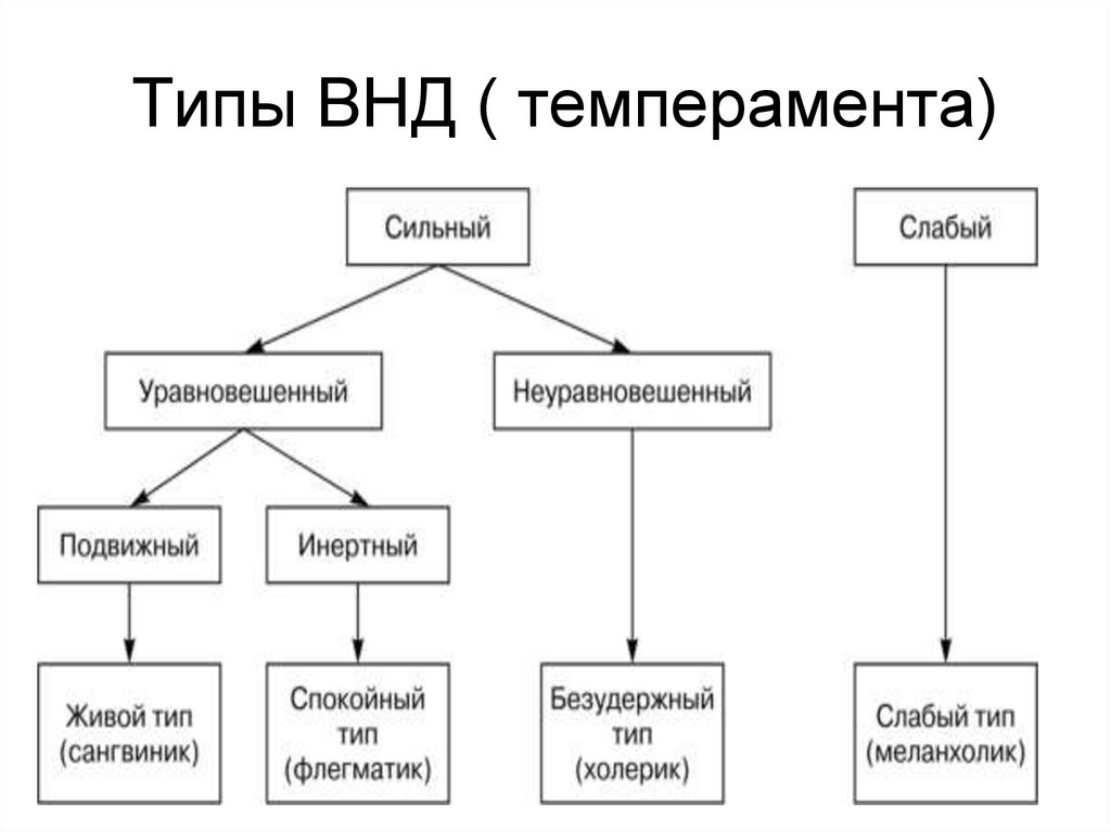 Типы ВНД ( темперамента)