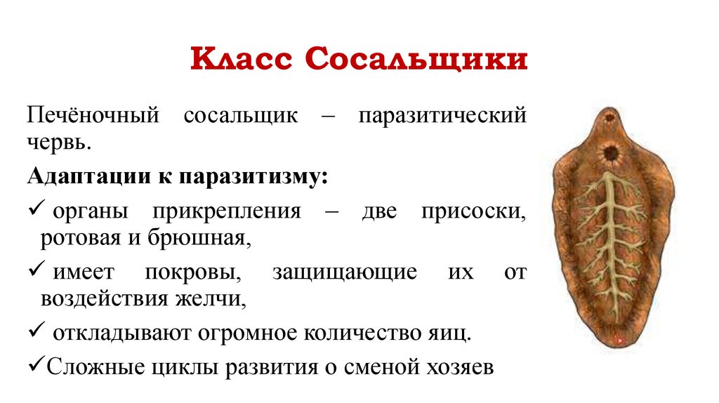 Класс Сосальщики