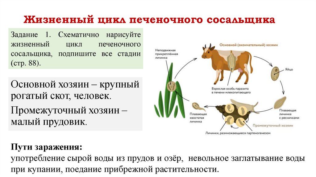 Жизненный цикл печеночного сосальщика