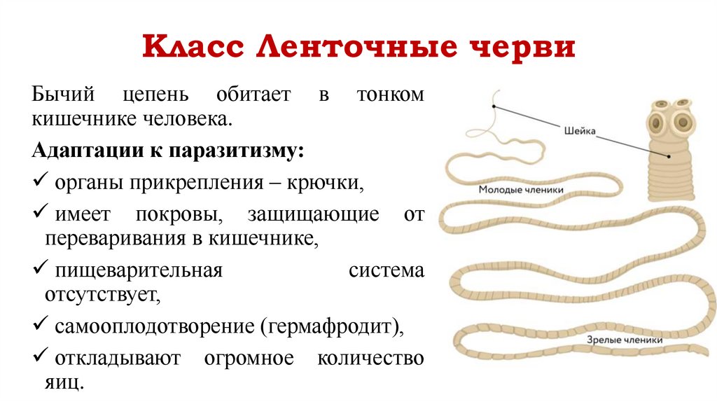 Класс Ленточные черви