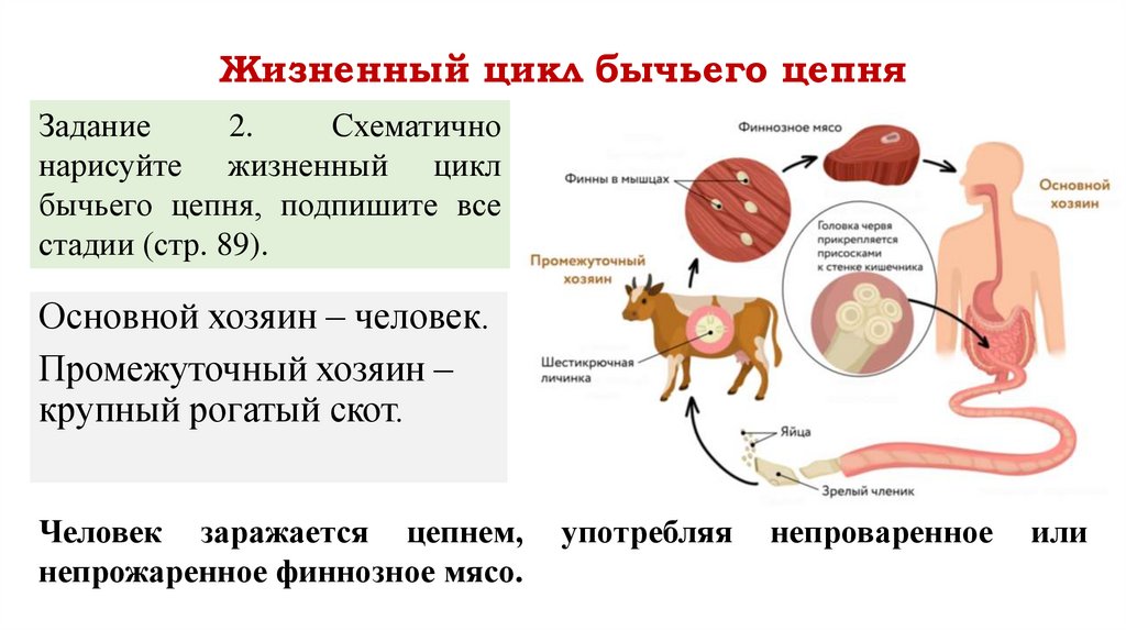 Жизненный цикл бычьего цепня