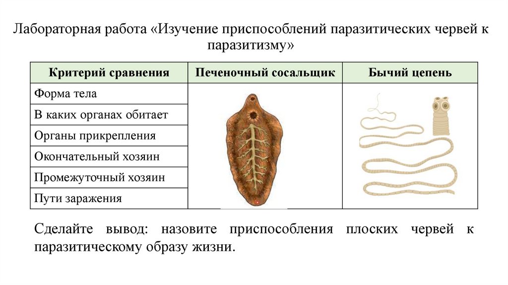 Лабораторная работа «Изучение приспособлений паразитических червей к паразитизму»