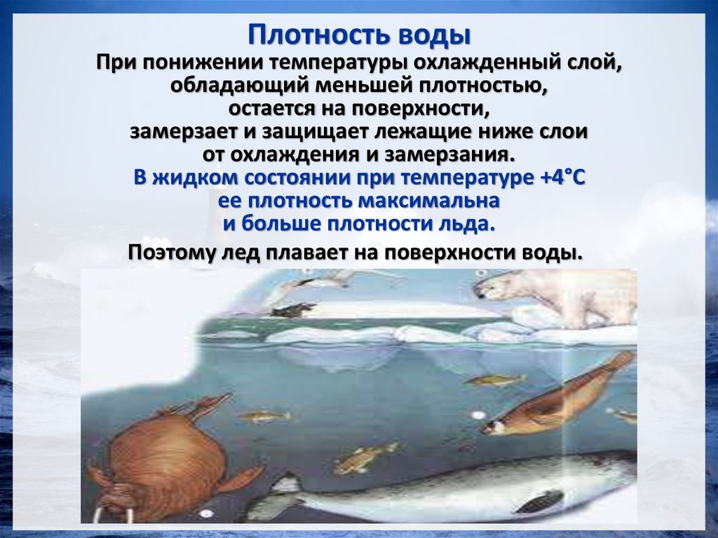 Плотность воды
