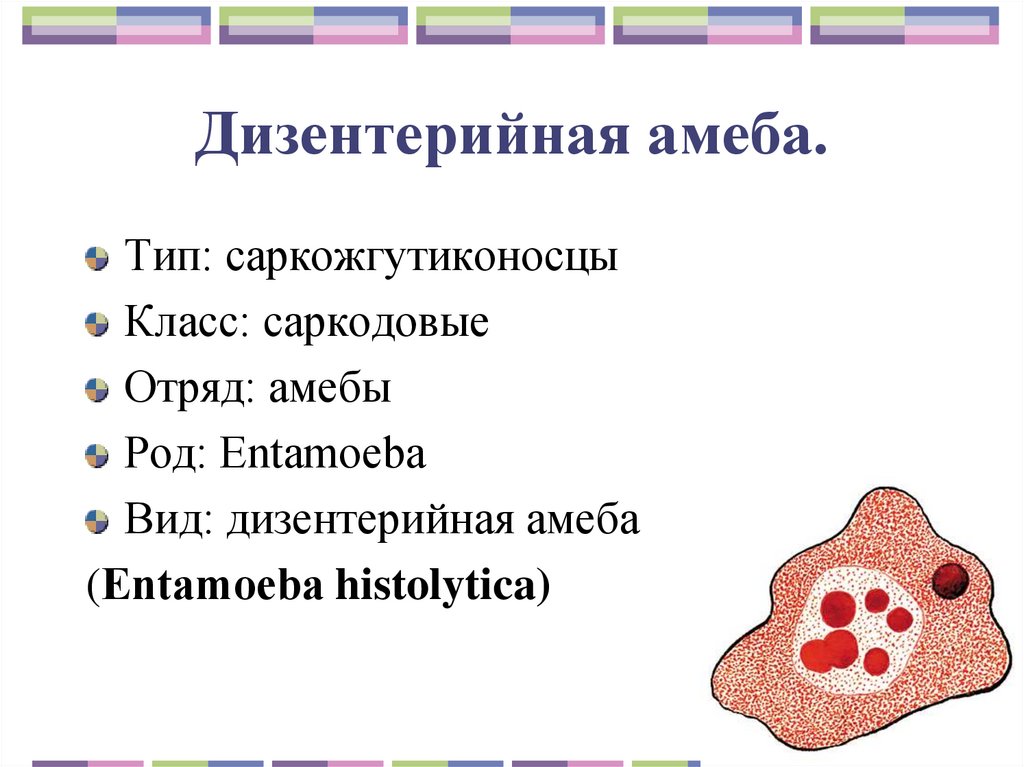 Дизентерийная амеба.