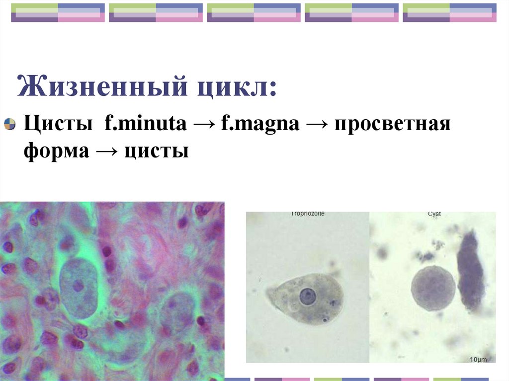 Жизненный цикл:
