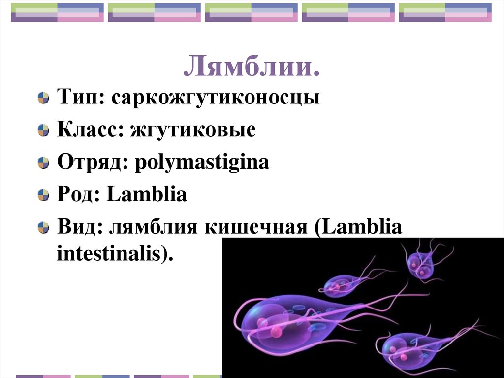 Лямблии.
