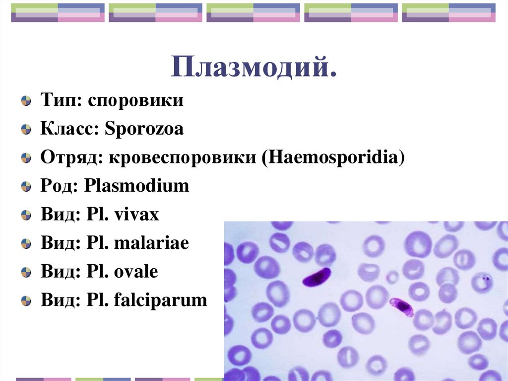 Плазмодий.