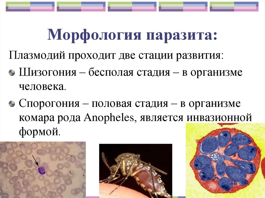 Морфология паразита: