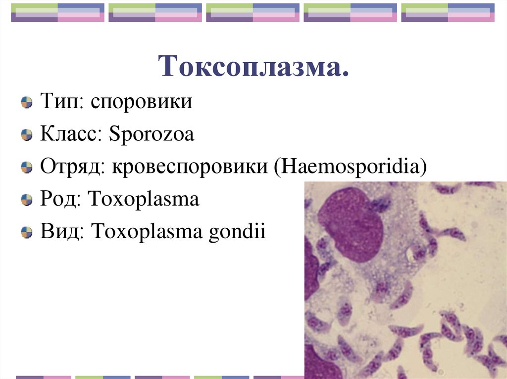 Токсоплазма.
