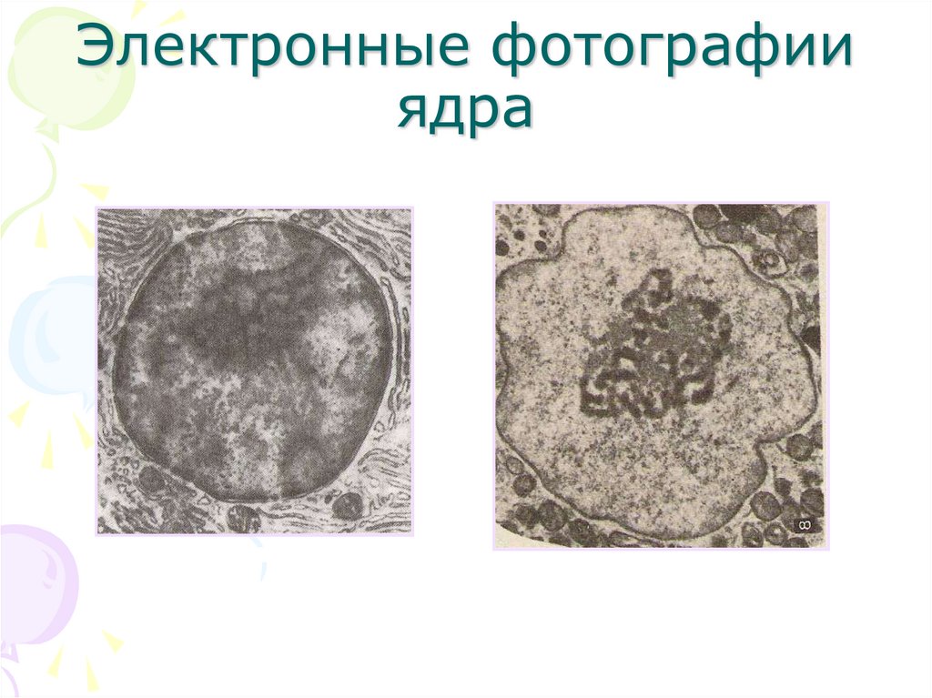 Электронные фотографии ядра