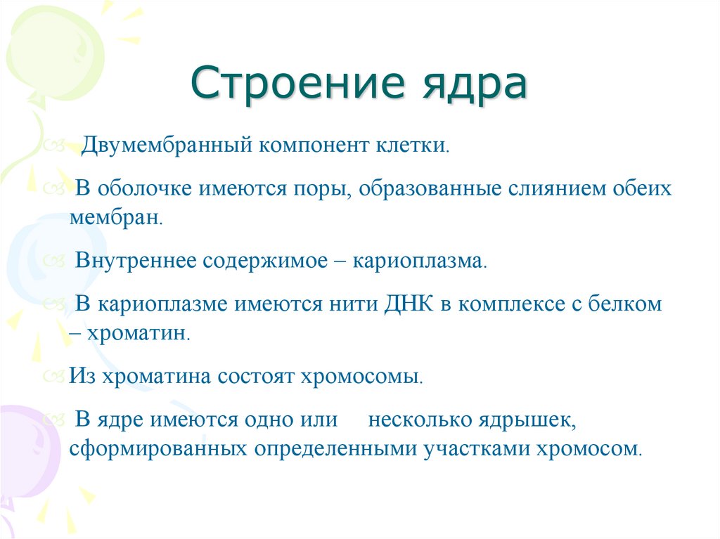 Строение ядра