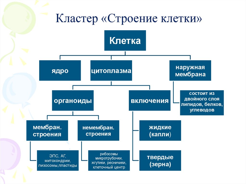 Кластер «Строение клетки»