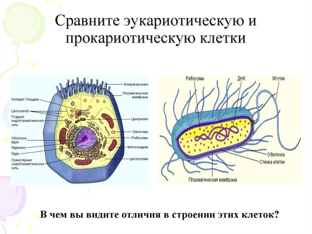 Сравните эукариотическую и прокариотическую клетки