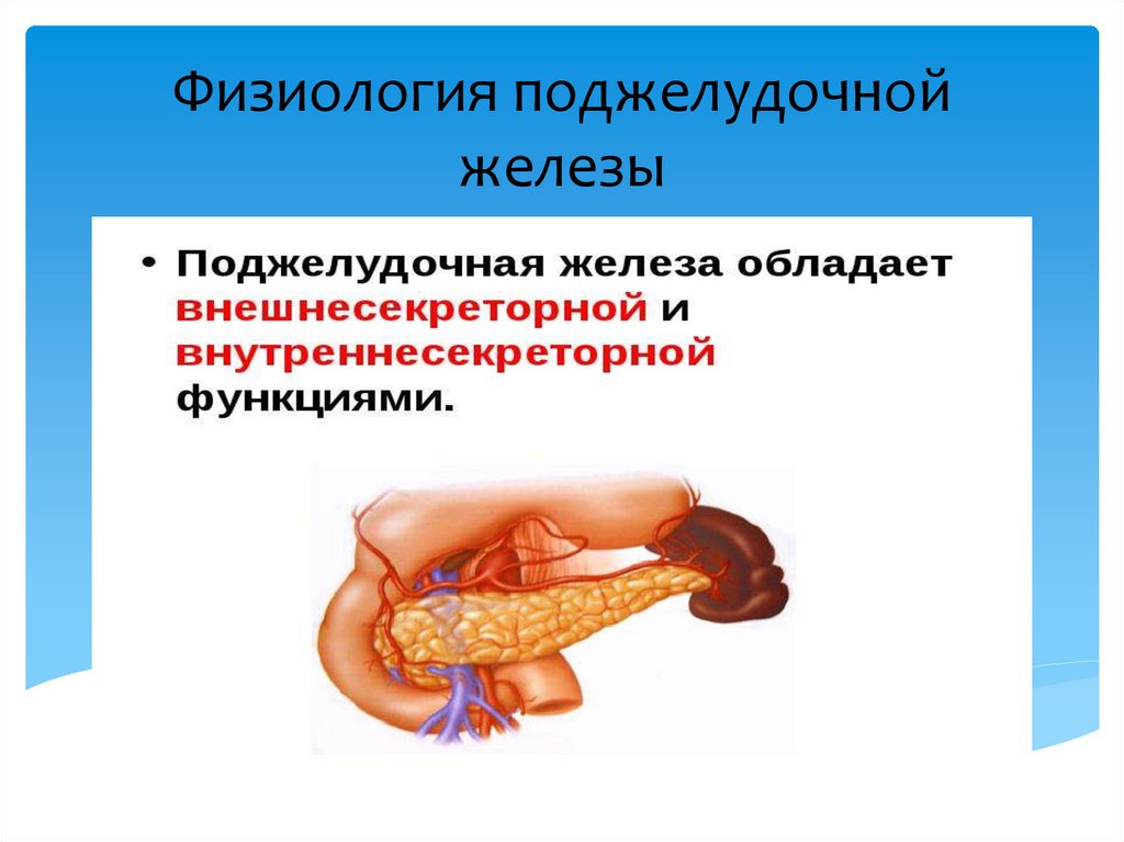 Физиология поджелудочной железы