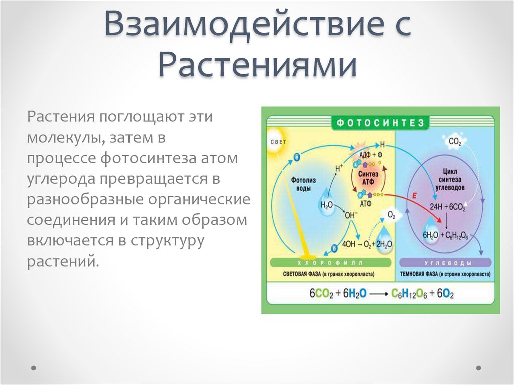Взаимодействие с Растениями