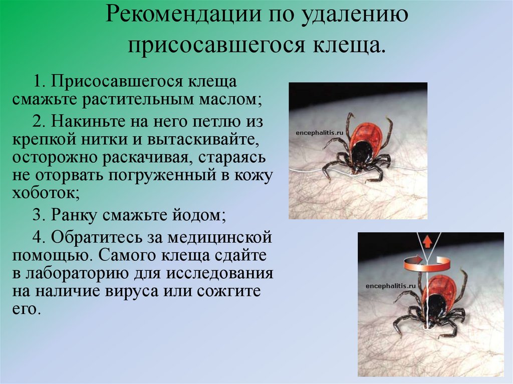 Рекомендации по удалению присосавшегося клеща.