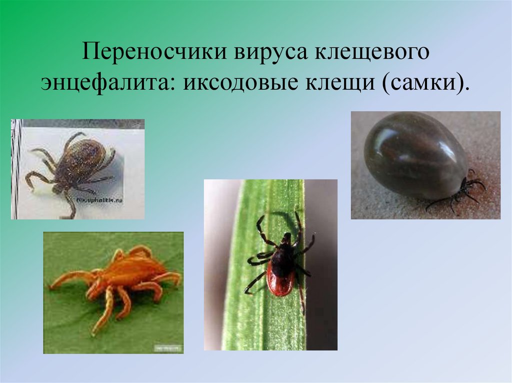 Переносчики вируса клещевого энцефалита: иксодовые клещи (самки).