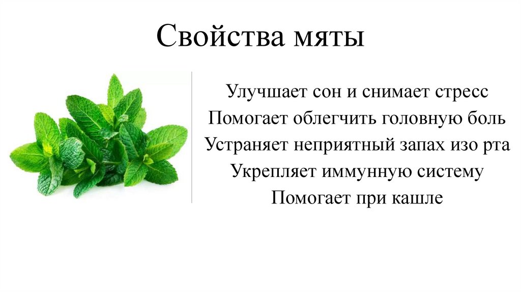 Свойства мяты