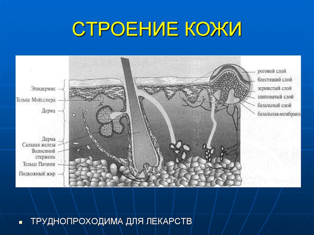 СТРОЕНИЕ КОЖИ